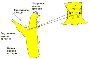 строение и функции эфферентной нервной системы - student2.ru
