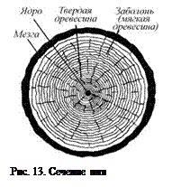 Строение и химический состав древесины - student2.ru