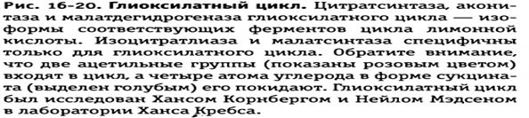 Строение и механизм функционирования цитохром С оксидазного комплекса. - student2.ru