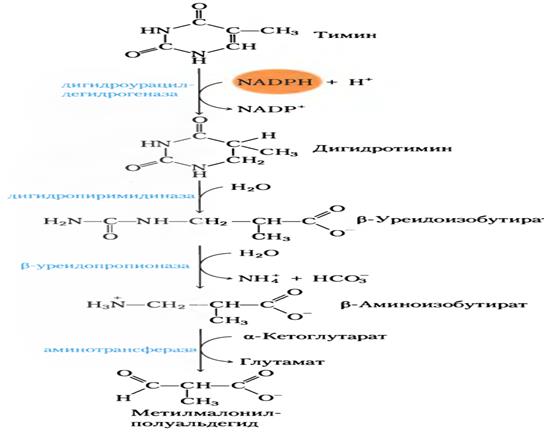 Строение и механизм функционирования цитохром С оксидазного комплекса. - student2.ru