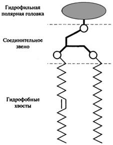 строение и состав липидов. жирнокислотный состав масел и жиров - student2.ru