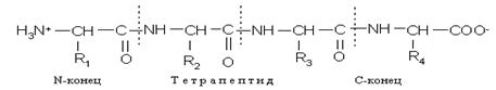 Строение и свойства аминокислот. - student2.ru