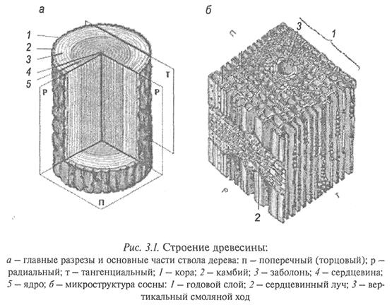 Строение и свойства древесины - student2.ru