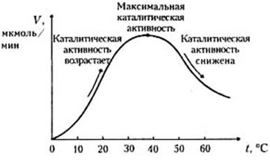 строение и свойства ферментов - student2.ru