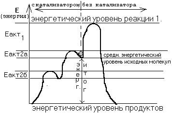 строение и свойства ферментов - student2.ru