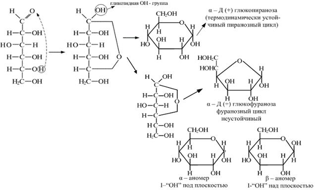 Строение и свойства углеводов. - student2.ru