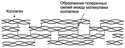 Строение коллагеновой фибриллы (фрагмент). - student2.ru