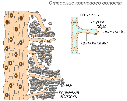 Строение корневого волоска - student2.ru