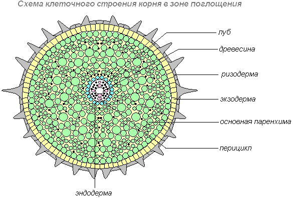 Строение корневого волоска - student2.ru