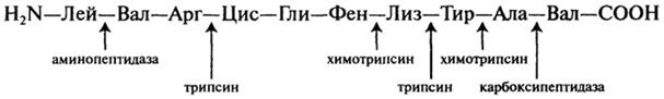 строение пептидов и белков. физиологическая роль пептидов - student2.ru