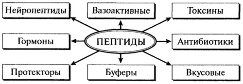 строение пептидов и белков. физиологическая роль пептидов - student2.ru