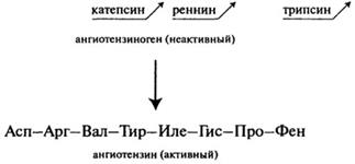 строение пептидов и белков. физиологическая роль пептидов - student2.ru