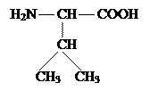 Строение протеиногенных аминокислот - student2.ru