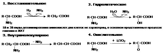 Строение протеиногенных аминокислот - student2.ru