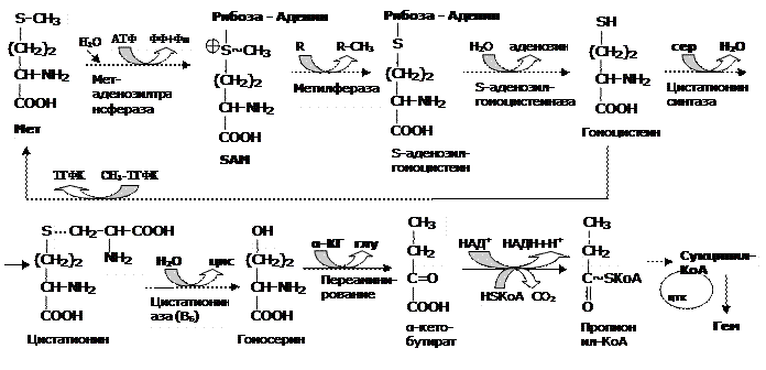Строение протеиногенных аминокислот - student2.ru