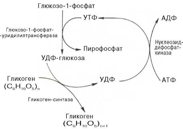 строение , свойства и функции - student2.ru