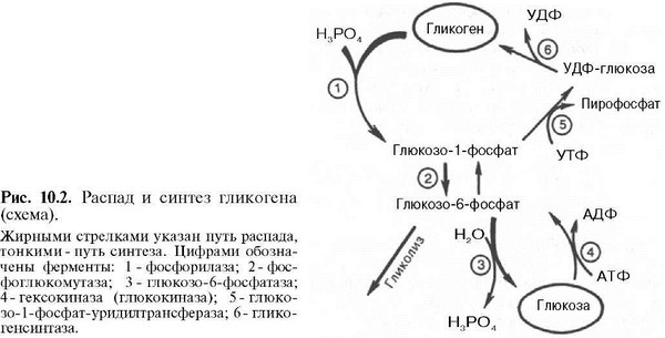 строение , свойства и функции - student2.ru