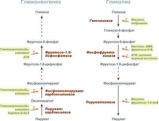 строение , свойства и функции - student2.ru