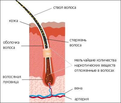 строение волоса и фазы его роста - student2.ru