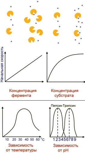 Структура белковой молекулы. - student2.ru