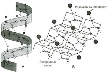 Структура белковой молекулы. - student2.ru