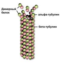 Структура белковой молекулы. - student2.ru