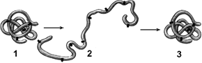 Структура белковой молекулы. - student2.ru