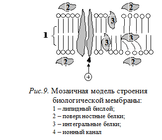 Структура биологических мембран - student2.ru