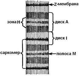 Структура мышечного волокна и его сокращение - student2.ru
