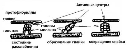 Структура мышечного волокна и его сокращение - student2.ru