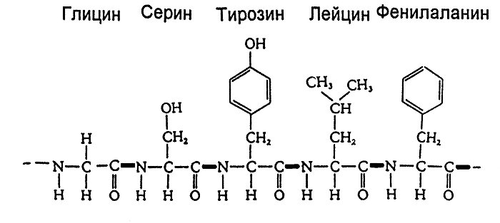 структурная организация белков - student2.ru
