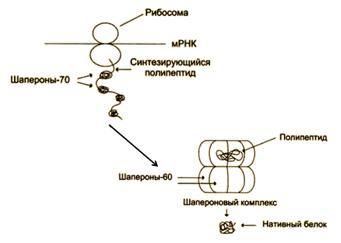 структурная организация белков - student2.ru