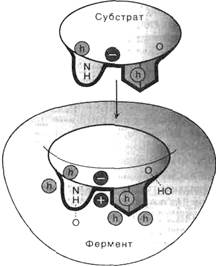 Структурная организация ферментов - student2.ru