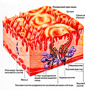 структурно-функциональная организа­ция вкусового анализатора - student2.ru