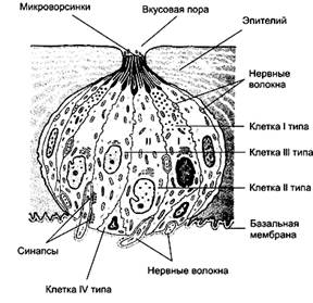 структурно-функциональная организа­ция вкусового анализатора - student2.ru