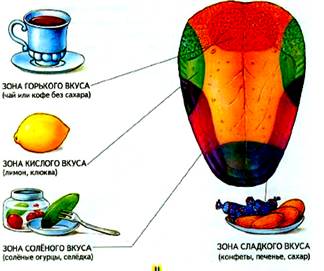 структурно-функциональная организа­ция вкусового анализатора - student2.ru