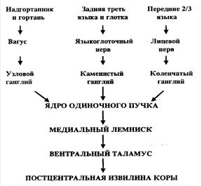 структурно-функциональная организа­ция вкусового анализатора - student2.ru