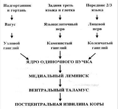 структурно-функциональная организа­ция вкусового анализатора - student2.ru