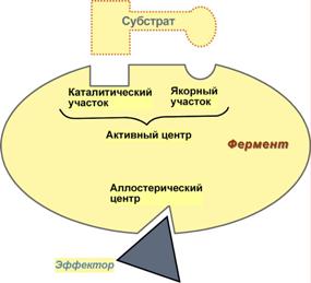 Структурно-функциональная организация ферментов - student2.ru
