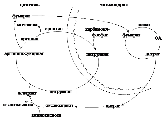 судьба продуктов распада аминокислот - student2.ru