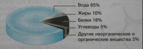 Суточная потребность организма человека в аминокислотах - student2.ru