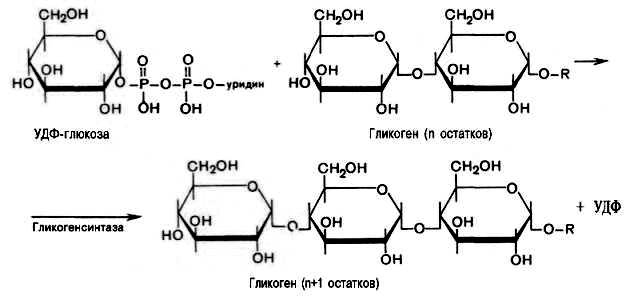 Таким образом, в молекуле гликогена имеется только одна свободная аномерная ОН-группа и, следовательно, только один восстанавливающий (редуцирующий) конец - student2.ru