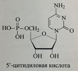 Тема 12. Нуклеиновые кислоты. Нуклеотидные коферменты - student2.ru