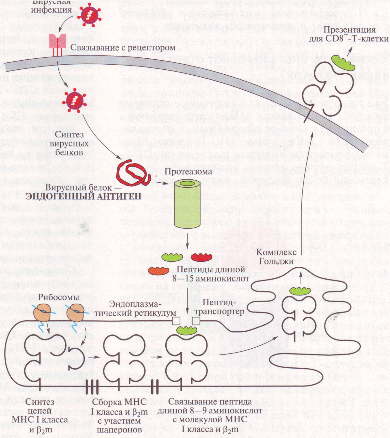 функционирование молекул мнс: процессинг и презентация антигена - student2.ru