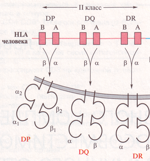 Тема4 Система гистосовместимости человека. - student2.ru