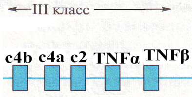 Тема4 Система гистосовместимости человека. - student2.ru