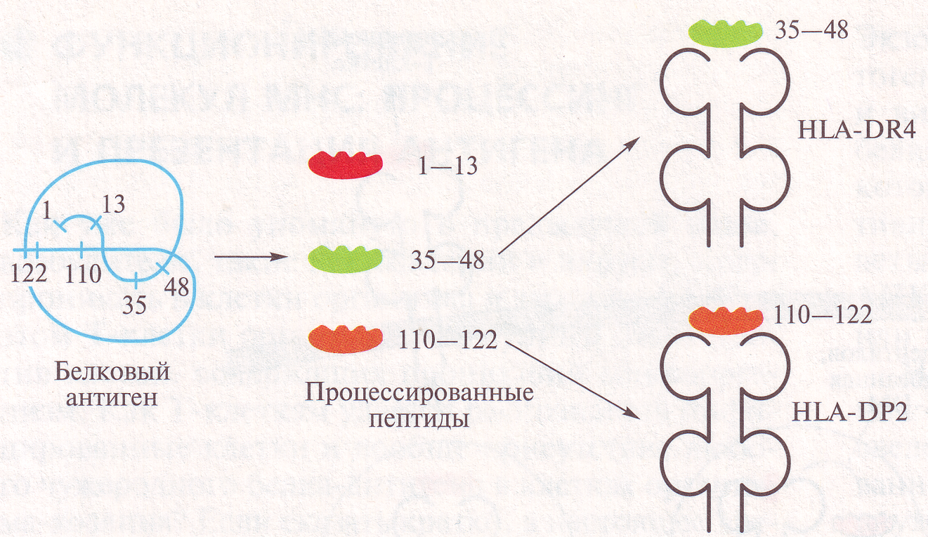 функционирование молекул мнс: процессинг и презентация антигена - student2.ru