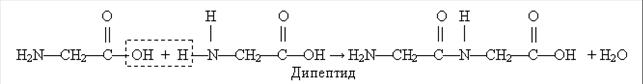 Тема 5.3. Крохмаль і целюлоза - student2.ru