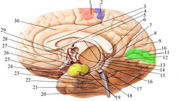 ТЕМА: Будова головного мозку на серединному перерізі. Борозни і звивини присередньої та нижньої поверхонь півкуль великого мозку - student2.ru