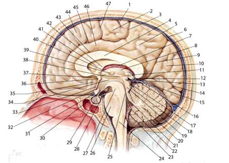 ТЕМА: Будова головного мозку на серединному перерізі. Борозни і звивини присередньої та нижньої поверхонь півкуль великого мозку - student2.ru
